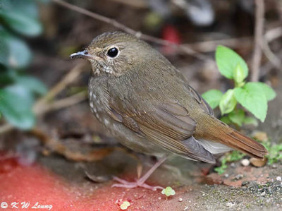 Rufous-tailed Robin DSC_6571