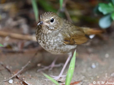 Rufous-tailed Robin DSC_6615