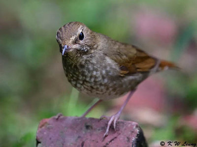 Rufous-tailed Robin DSC_7768