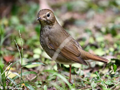 Rufous-tailed Robin DSC_7832