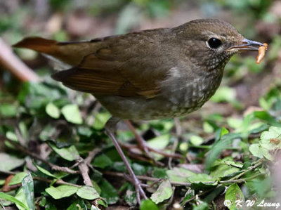 Rufoustailed Robin DSC_7907