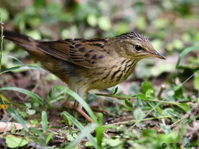 Lanceolated Warbler DSC_7916