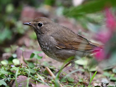 Rufoustailed Robin DSC_7801