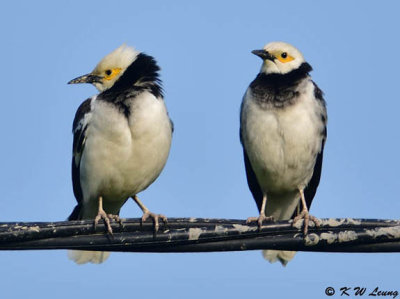 Black-collared starling DSC_0217