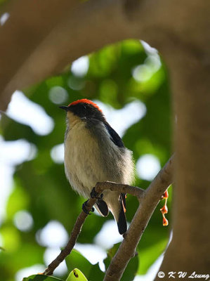 Scarlet-backed Flowerpecker DSC_9570
