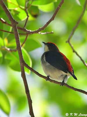 Scarlet-backed Flowerpecker DSC_9472