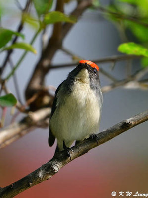 Scarlet-backed Flowerpecker DSC_0862