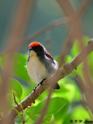 Scarlet-backed Flowerpecker DSC_0752