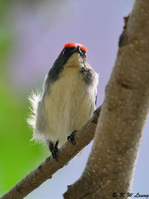 Scarlet-backed Flowerpecker DSC_0761