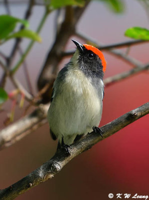 Scarlet-backed Flowerpecker DSC_0800