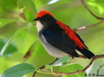 Scarlet-backed Flowerpecker DSC_1094