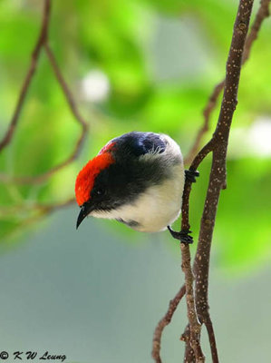 Scarlet-backed Flowerpecker DSC_0712