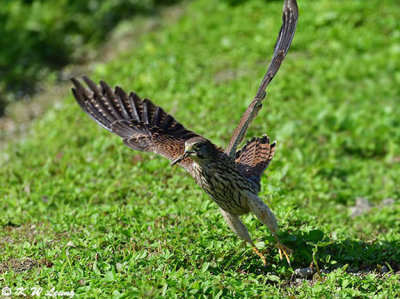 Common Kestrel DSC_2943