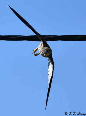 Common Kestrel DSC_2542