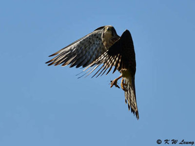 Common Kestrel DSC_2602