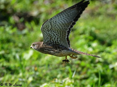 Common Kestrel DSC_2992