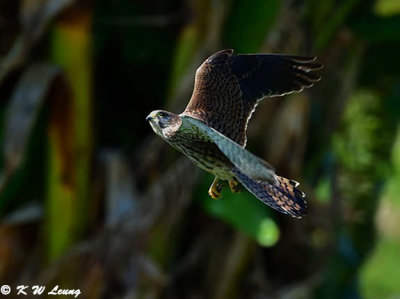 Common Kestrel DSC_2536
