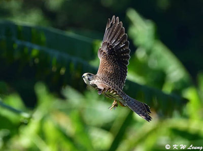 Common Kestrel DSC_2512