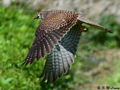 Common Kestrel DSC_2526