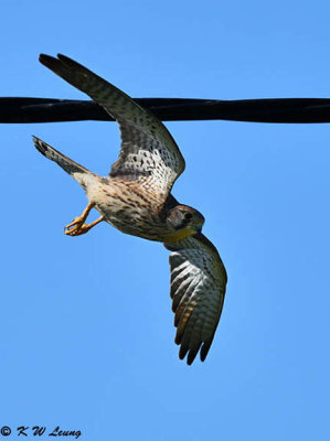 Common Kestrel DSC_2513
