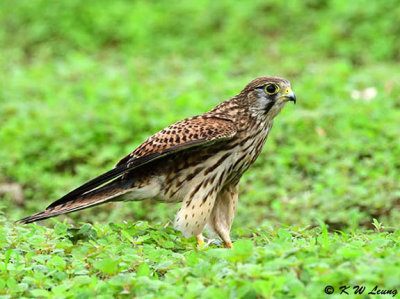 Common Kestrel DSC_1846