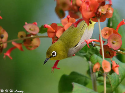 Japanese White-eye DSC_3238