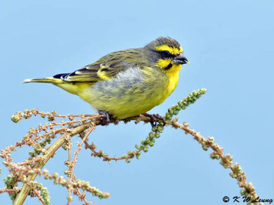 Yellow-fronted Canary DSC_5725