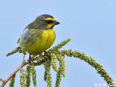 Yellow-fronted Canary DSC_6311