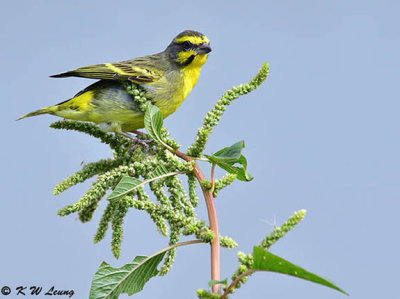 Yellow-fronted Canary DSC_4082