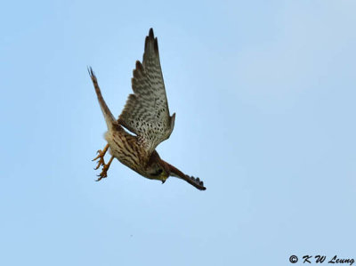 Common Kestrel DSC_1982