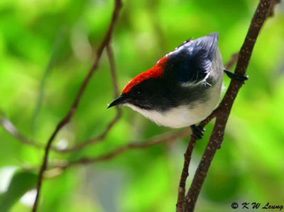 Scarlet-backed Flowerpecker DSC_0680
