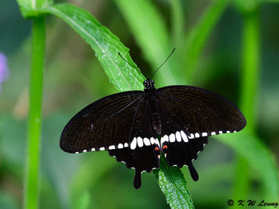 Papilio polytes DSC_0310