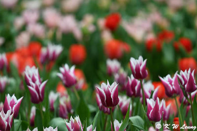 Tulips DSC_0404