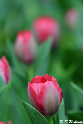 Tulip DSC_0413