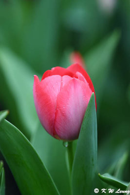 Tulip DSC_0375