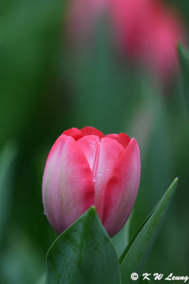 Tulip DSC_0411