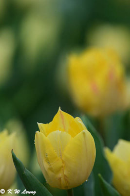 Tulip DSC_1366