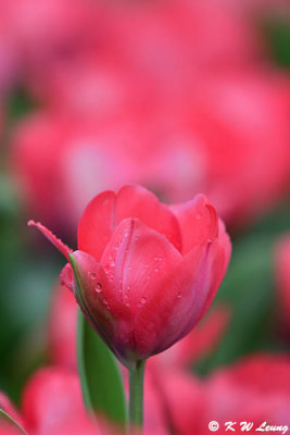 Tulip DSC_1386