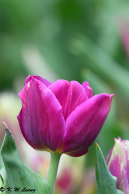 Tulip DSC_1391