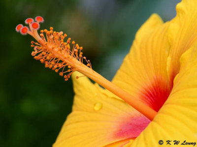 Hibiscus DSC_1601