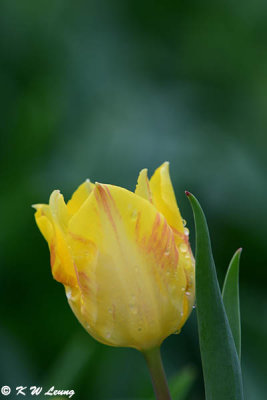 Tulip DSC_1376