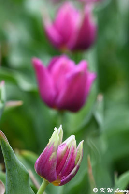 Tulip DSC_1393