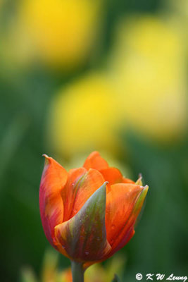 Tulip DSC_1369 
