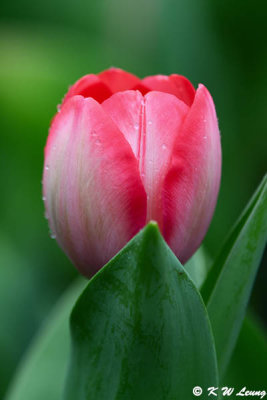 Tulip DSC_0369