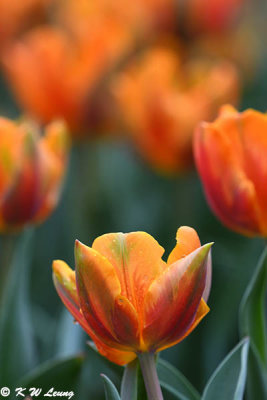 Tulip DSC_1378