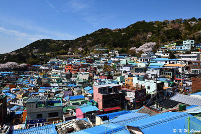 Gamcheon Culture Villiage DSC_2486