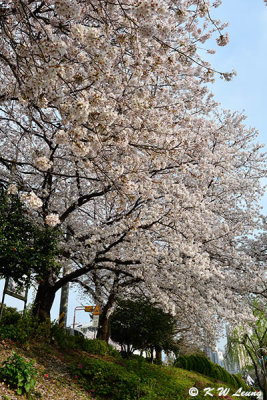 Cherry Blossom DSC_1856