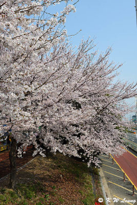 Cherry Blossom DSC_1687