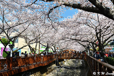 Yeojwacheon Stream DSC_2283