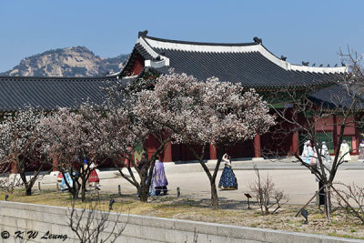 Gyeongbokgung DSC_2681